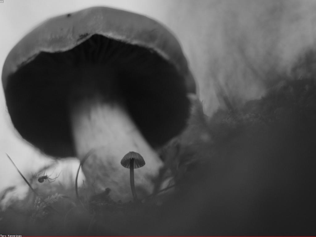 ចំណេះដឹង​អំពី​ស្លត