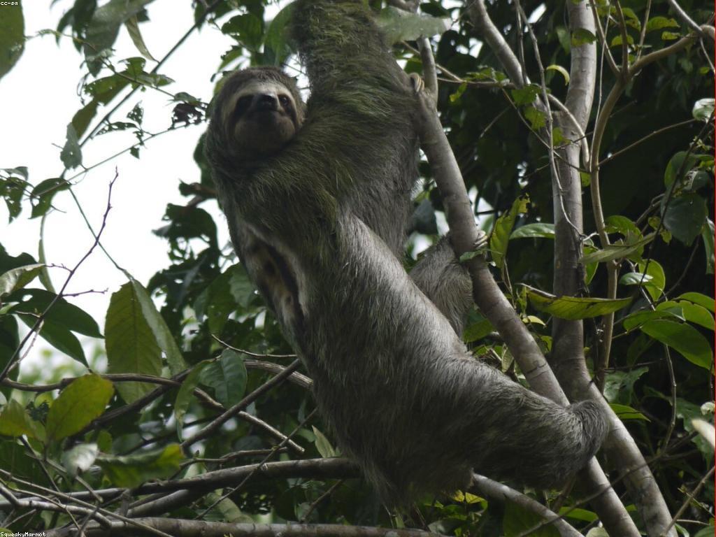 អត្ថប្រយោជន៍នៃការសិក្សាអំពីស្លត